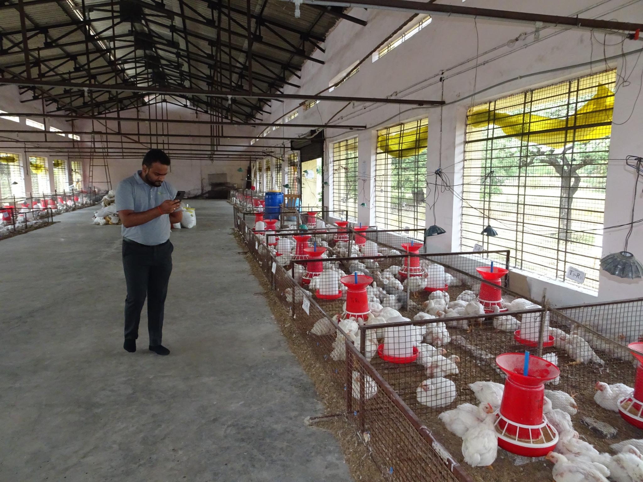 Poultry Science Experimental Broiler Shed2